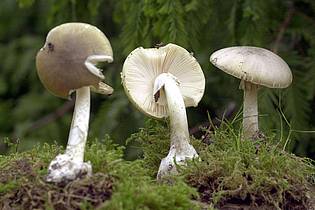 Bernd Wüstneck/dpa-Zentralbild/dpa | Der Grüne Knollenblätterpilz ist extrem giftig - und ähnelt harmlosen Champignons. (Archivbild)
