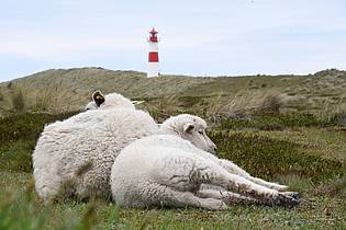 Lea Sarah Albert/dpa | Auf dem Ellenbogen in List (Sylt) hatte der Goldschakal seit Mai mehrere Lämmer gerissen. (Archivbild)