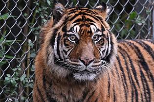 Arne Dedert/dpa | Sumatra-Tiger kommen nur auf der gleichnamigen Insel vor, aber es werden immer weniger. (Archivbild)
