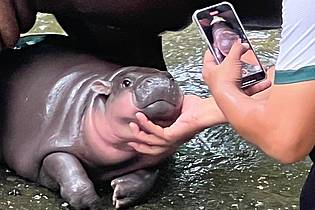 Carola Frentzen/dpa | Mit solchen Fotos von ihren rosa Pausbacken wurde Moo Deng zur Internet-Sensation. (Archivbild)