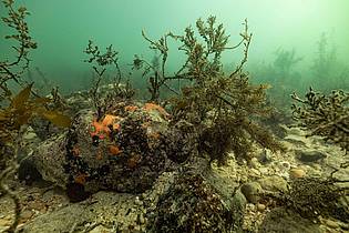 Stefan Andrews/GREAT SOUTHERN REEF FOUNDATION/dpa | Bei einer Mikroalgenblüte verfärbt sich das Wasser meist grünlich.
