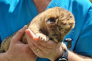 Cosmin Romega/dpa | Ein Tierarzt hält das Liger-Baby aus demZoo von Zaharesti, nahe der Stadt Suceava, im Nordosten Rumäniens. Es wurde Mitte Mai geboren.