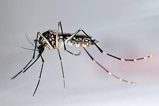 Gustavo Amador/epa/dpa-tmn | Die Ägyptische Tigermücke, auch Gelbfiebermücke genannt, überträgt verschiedene Krankheiten, darunter das Chikungunya-Virus.