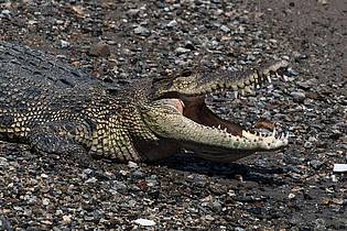 Muhammad Taufan/dpa | In keinem anderen Land der Erde werden so viele Menschen von Krokodilen angegriffen wie in Indonesien. (Symbolbild)