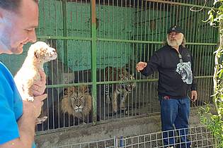 Cosmin Romega/dpa | Tierarzt Gabriel Gaspar (l) mit dem Liger-Baby und Zoo-Besitzer Dorin Soimaru stehen vor dem Käfig, in dem die Eltern des Ligers, der Löwe und die Tiger-Dame zu sehen sind.