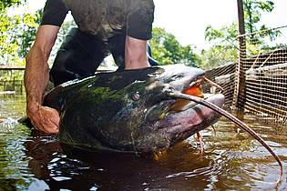 Patrick Pleul/dpa-Zentralbild/dpa | Der aggressive Wels aus dem fränkischen Brombachsee ist Geschichte - er wurde verspeist. (Symbolbild)