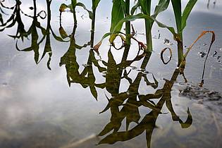 Karl-Josef Hildenbrand/dpa | Die EU-Kommission will ein verbindliches Klimaziel für 2040. (Archivbild)