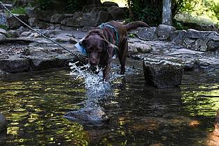 Katharina Kausche/dpa | Auch Tiere brauchen Abkühlung.