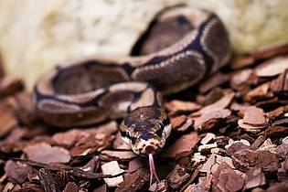 Christian Charisius/dpa | Königspythons (Python regius) sind eine geschützte Art. (Archivbild)