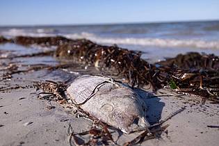 Stefan Andrews/GREAT SOUTHERN REEF FOUNDATION/dpa | An Stränden wurden immer wieder tote Fische angespült.