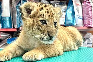 Cosmin Romega/dpa | Das seltene Hybrid Liger - eine Kreuzung aus Löwe und Tiger - wurde Mitte Mai 2025 im Zoo von Zaharesti, nahe der Stadt Suceava, im Nordosten Rumäniens geboren.