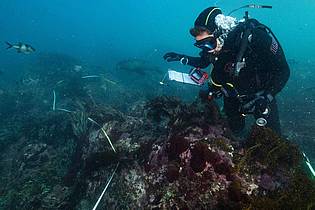 Stefan Andrews/GREAT SOUTHERN REEF FOUNDATION/dpa | Die Algenblüte hat bereits Zehntausende Meeresbewohner das Leben gekostet. 
